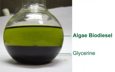 Biodiesel da alghe: non è fantasia!