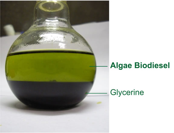 Biodiesel da alghe: non è fantasia!